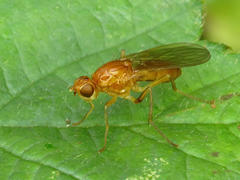 Psila fimetaria