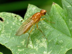 Psila fimetaria
