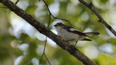 Ficedula hypoleuca