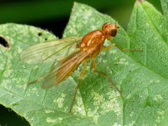 Psila fimetaria