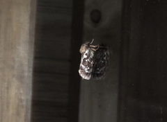 Korscheltellus fusconebulosa