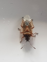 Kleidocerys resedae