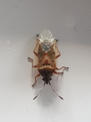 Kleidocerys resedae