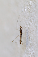 Empicoris culiciformis