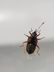 Kleidocerys resedae