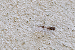 Empicoris culiciformis