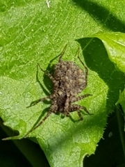 Pardosa