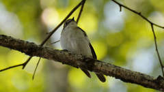 Ficedula hypoleuca