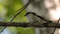 Ficedula hypoleuca