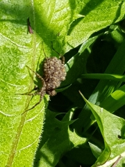 Pardosa