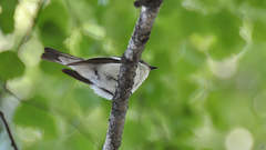 Ficedula hypoleuca