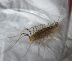 Scutigera coleoptrata