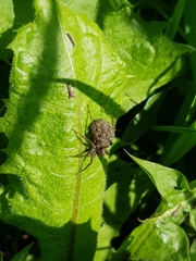 Pardosa