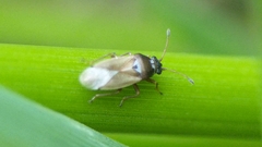 Cymus melanocephalus