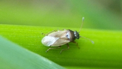 Cymus melanocephalus