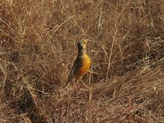 Macronyx capensis colletti