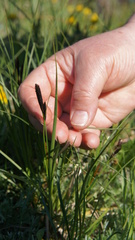 Carex melanostachya