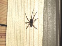 Segestria senoculata