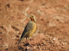 Macronyx capensis colletti