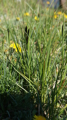 Carex melanostachya