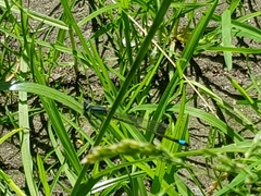 Ischnura elegans
