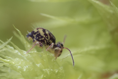 Ptenothrix beta