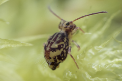 Ptenothrix beta