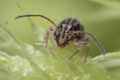 Ptenothrix beta
