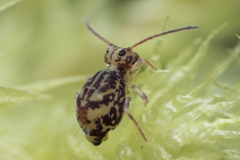 Ptenothrix beta