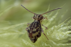 Ptenothrix beta