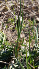 Carex melanostachya