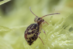 Ptenothrix beta