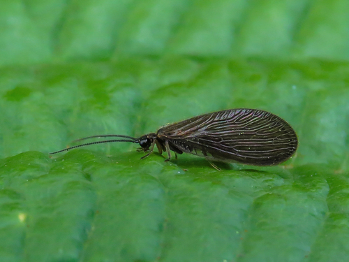 Black Spongillafly, photo 7 of 8