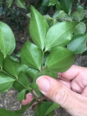 Strychnos psilosperma