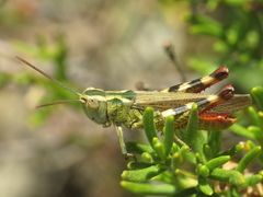 Chorthippus binotatus