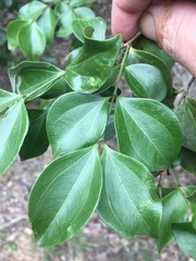 Strychnos psilosperma