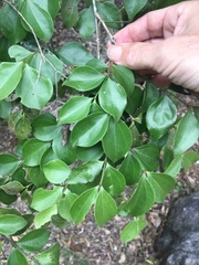 Strychnos psilosperma