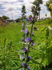 Echium vulgare