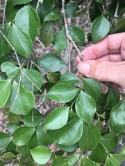 Strychnos psilosperma