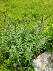 Echium vulgare