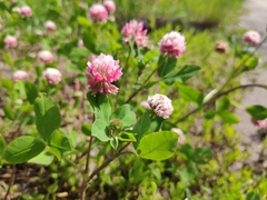 Trifolium hybridum