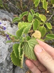 Coleus graveolens