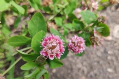 Trifolium hybridum