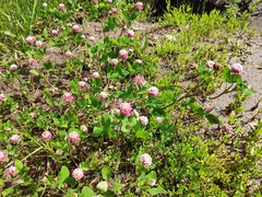 Trifolium hybridum