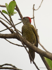 Campethera cailliautii permista