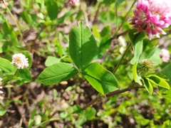 Trifolium hybridum