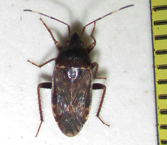 Neolethaeus