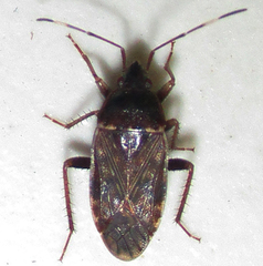 Neolethaeus