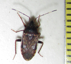 Neolethaeus