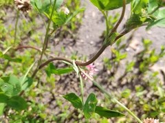 Trifolium hybridum